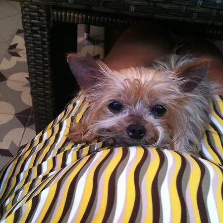 Апарт-отель Metohi Georgila 4*