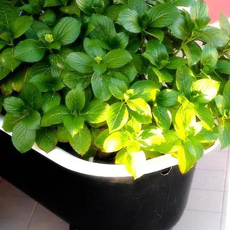 Апарт-отель Metohi Georgila Малеме