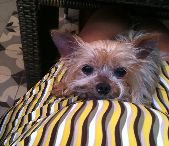 Hotel apartamentowy Metohi Georgila 4*