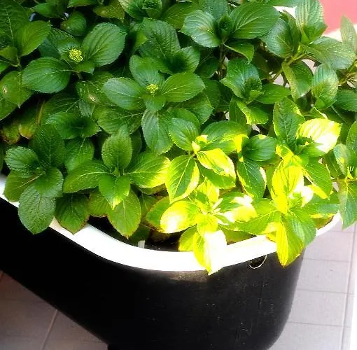 Hotel apartamentowy Metohi Georgila Maleme